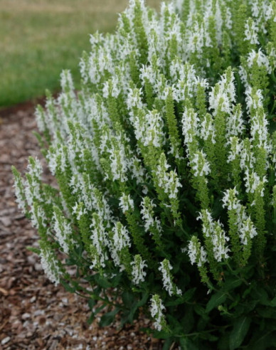 Šalvia hájna ´Schneehugel´