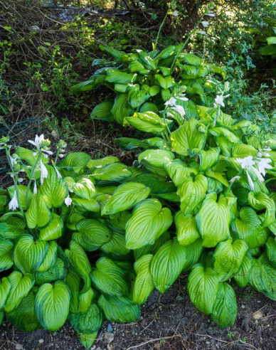 Hosta  ´Guacamole´