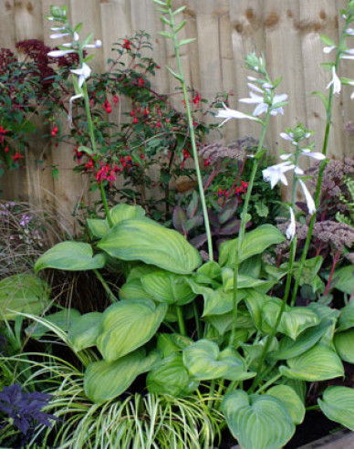 Hosta  ´Guacamole´