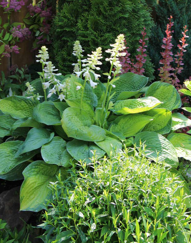 Hosta  ´Guacamole´