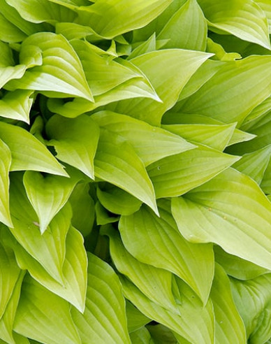 Hosta  ´Lemon Lime´