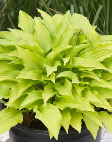 Hosta  ´Lemon Lime´