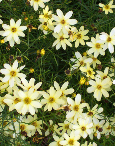 Kráska praslenová ’Moonbeam’