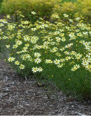 Kráska praslenová ’Moonbeam’