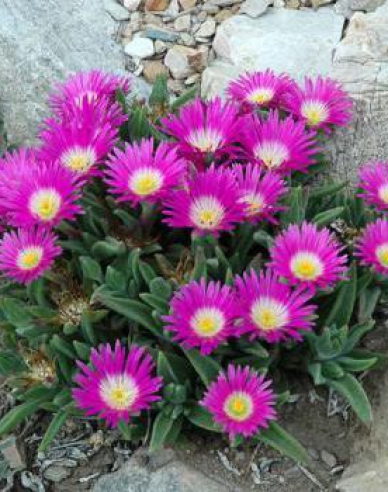 Delosperma sutherlandii