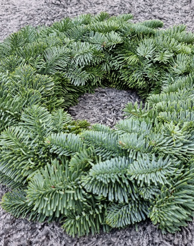 Veniec vianočný (Abies Nobilis) 30cm