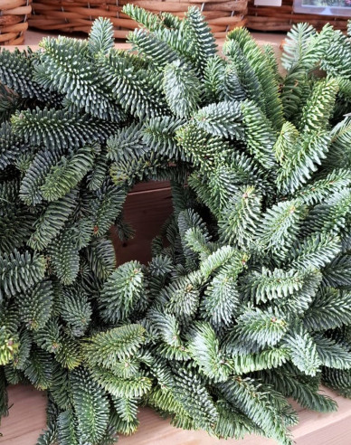 Veniec vianočný (Abies Nobilis) 45cm