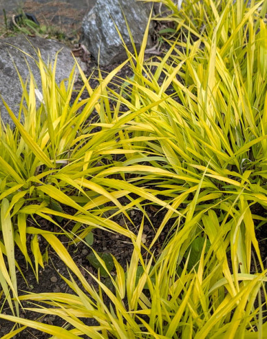 Rákosovka japonská ´Sunflare´