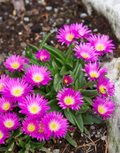 Delosperma sutherlandii