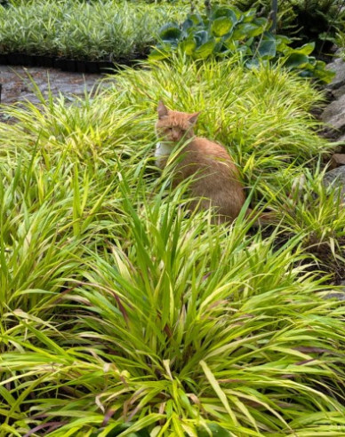 Rákosovka japonská ´Sunflare´