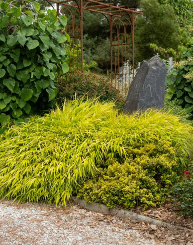 Rákosovka japonská ´Sunflare´