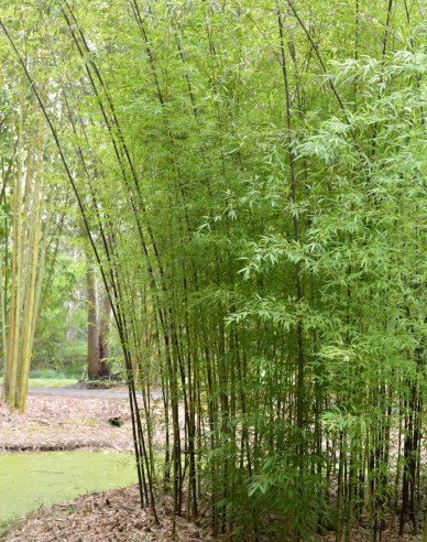 Bambus čierny