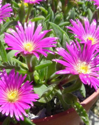 Delosperma sutherlandii