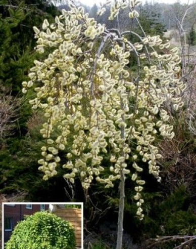 Vŕba vysoká previslá ´Kilmarnock´ na kmienku 120cm