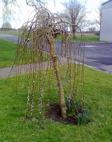 Vŕba vysoká previslá ´Kilmarnock´ na kmienku 120cm