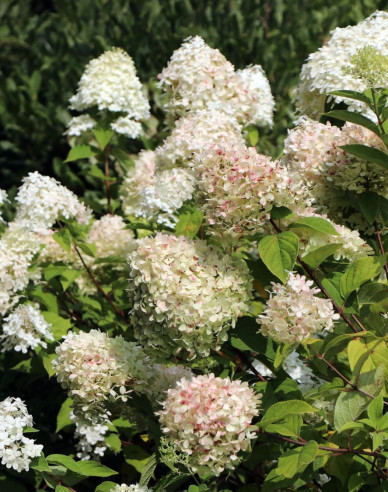 Hortenzia metlinatá ´Limelight´