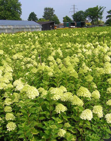 Hortenzia metlinatá ´Limelight´