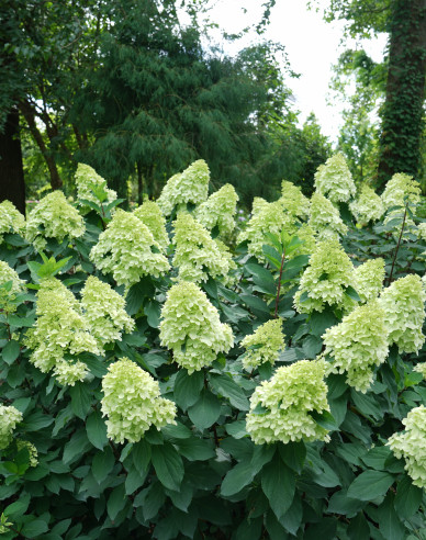 Hortenzia metlinatá ´Limelight´