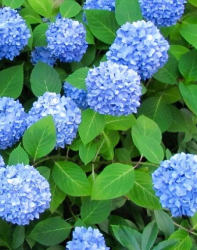 Hortenzia veľkolistá "Nikko Blue"