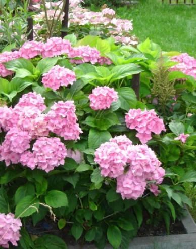 Hortenzia kalinolistá ´Bouquet Rose´