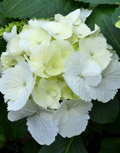 Hortenzia kalinolistá ´Snowball´