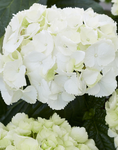 Hortenzia kalinolistá ´Snowball´