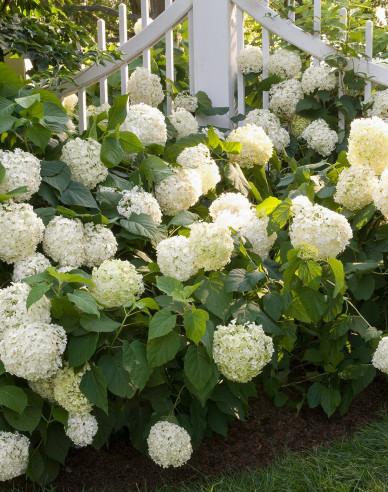 Hortenzia kalinolistá ´Snowball´