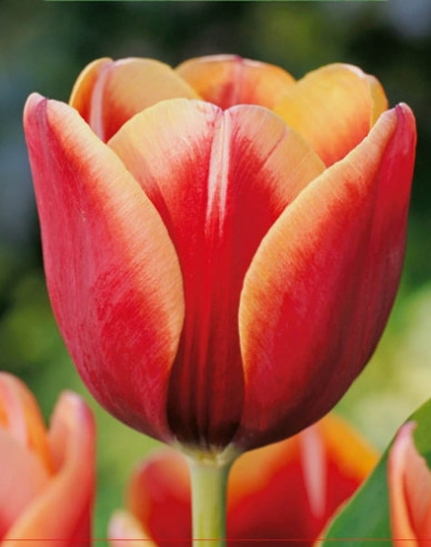 Tulipán ´Tennesse´
