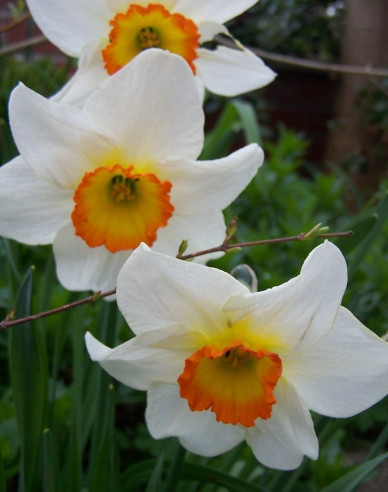 Narcis ´Flower Record´