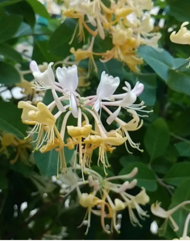 Zemolez ovíjavý ´Graham Thomas´