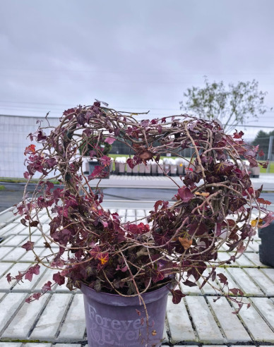 Brečtan v tvare srdca