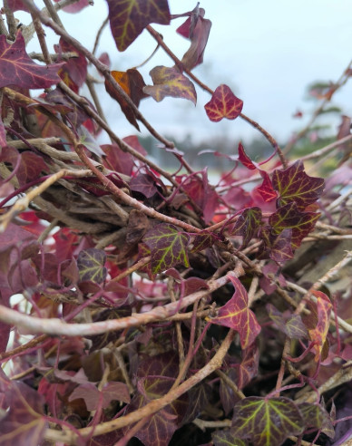 Brečtan v tvare srdca