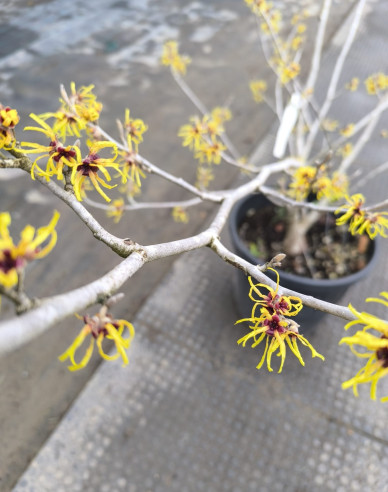 Hamamel prostredný ’Pallida’