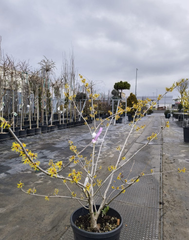 Hamamel prostredný ’Pallida’