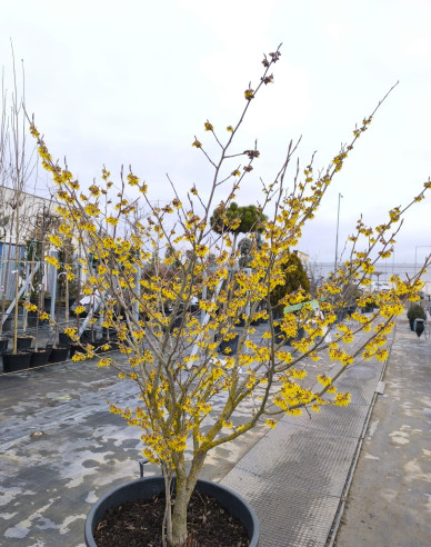 Hamamel prostredý ´Arnold Promise´