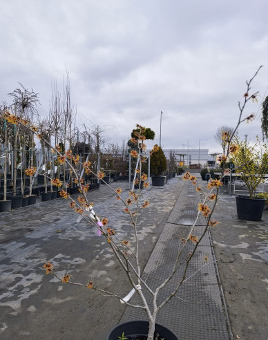 Hamamel prostredný ’Orange Beauty’