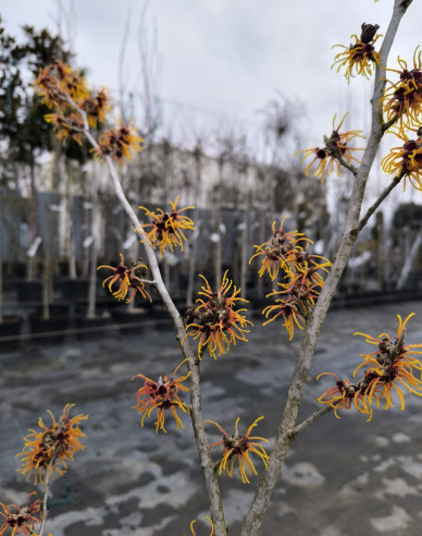 Hamamel prostredný ’Orange Beauty’