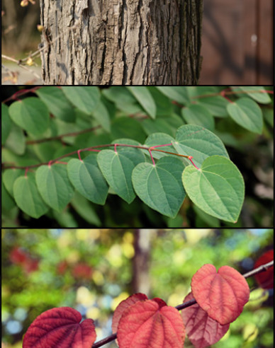 Cercidovník japonský