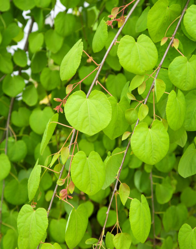 Cercidovník japonský