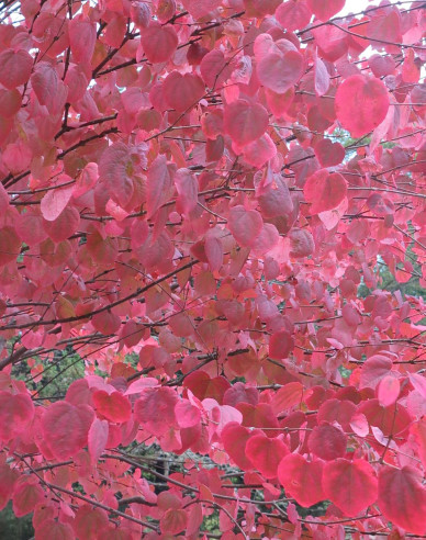 Cercidovník japonský