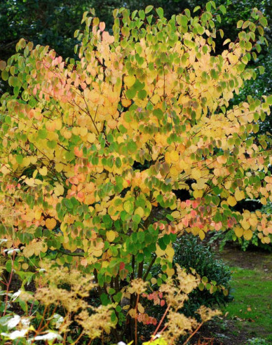 Cercidovník japonský