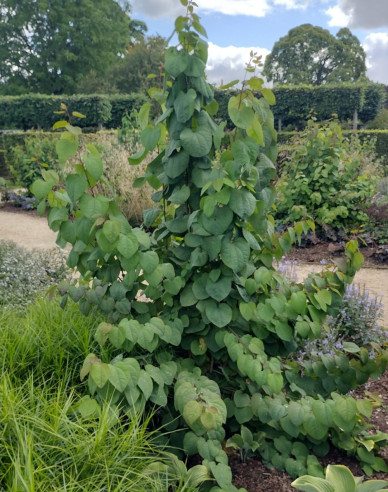 Cercidovník japonský