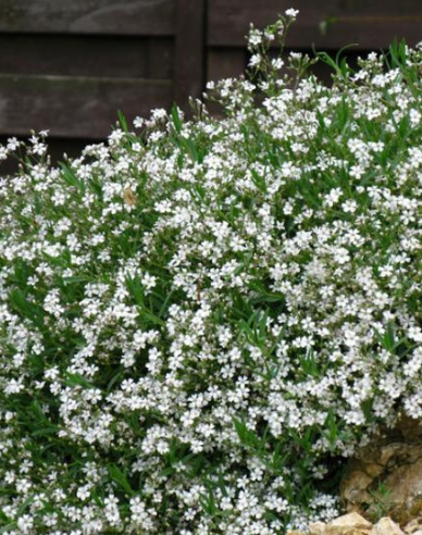 Gypsomilka plazivá ’Filou White’