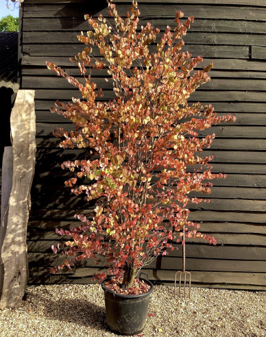 Cercidovník japonský