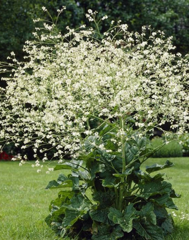 Katran - Crambe cordifolia