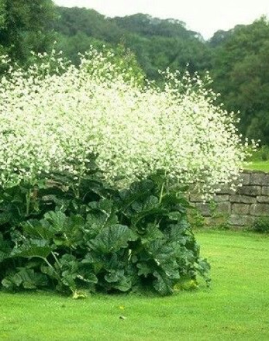Katran - Crambe cordifolia
