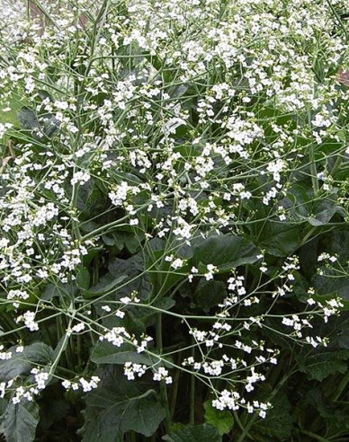 Katran - Crambe cordifolia