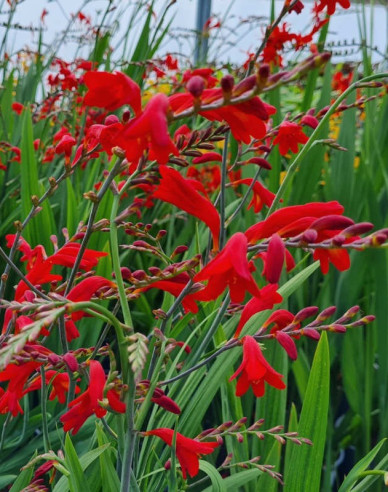 Montbrécia - Crocosmia ’Emberglow’