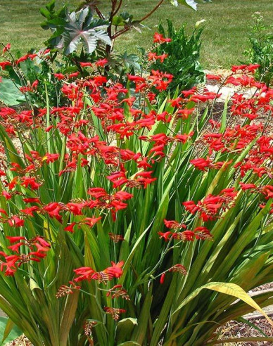 Montbrécia - Crocosmia ’Emberglow’