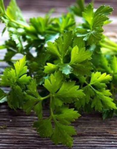 Petržlen záhradný